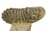 Detailed Crotalocephalina Trilobite - Atchana, Morocco #359544-1